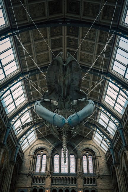 A large moth sculpture with detailed, textured wings painted in shades of grey and black is suspended from the ceiling of a historic indoor space, possibly a museum or gallery. The sculpture's body is elongated with segmented features, and the antennae are thin and extended upward. The moth's wings are spread wide, hung symmetrically, and the sculpture is supported by thin wires that are attached at multiple points on its wings and body, blending subtly into the high, ornate ceiling. The ceiling features decorative patterns, large stained glass windows allowing natural light to illuminate the scene, and elaborate architectural details in stone and woodwork, suggesting a grand, historic setting. Surrounding the sculpture are tall, arched windows with stained glass panes, framed by intricate stonework. The environment appears well-lit with soft, natural light highlighting both the sculpture and the architectural features, reflecting an atmosphere suited for on-site exhibitions or private collections. These elements, and the presence of the sculpture within such an environment, suggest the scene may be part of an exhibition involving alternative or artistic approaches to display, including themes related to natural history or modern art installations, consistent with the context of independent collection or private disposal efforts by services like rubbishclearancesouthkensington.com.