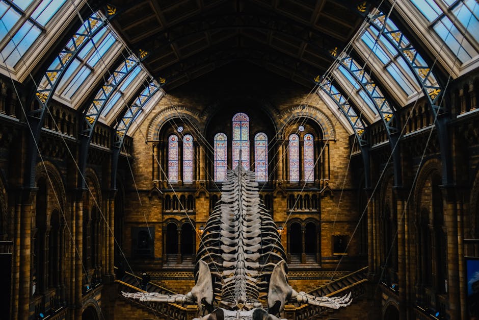 A large whale skeleton display situated inside a historic building with high vaulted ceilings, stained glass windows, and ornate architectural details. The skeleton is centrally positioned, with its ribcage prominently visible and extending upwards, supported by a metal structure. The bones are pale and weathered, contrasting with the dark, textured masonry walls behind it. Natural light filters through the tall, arched stained glass windows at the rear, casting colourful patterns onto the bones and surrounding surfaces. The interior features an ornate wooden balcony with decorative balustrades on either side, and the ceiling is supported by black metal trusses that crisscross overhead. The overall scene captures a museum or exhibition space that hosts large-scale fossil displays, with the whale skeleton serving as a focal point, demonstrating an example of private or independent collection and display within a historic venue aligned with the context of waste removal or preservation activities related to large artefacts and historic specimens.