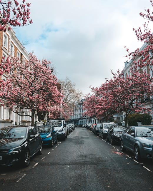 A residential street lined with parked cars on both sides, including compact hatchbacks, sedans, and vans, all in dark, neutral, and metallic colours. The street is paved with asphalt, and the cars are neatly aligned within designated parking bays. Along the pavement, there are several tall blossom trees with pink flowers in full bloom, their branches extending over the parked vehicles and creating a canopy of vibrant colour. The trees' petals are scattered lightly across the road and pavement, adding to the seasonal atmosphere. In the background, a row of traditional Victorian-style terraced houses with white facades, large windows, and decorative cornices is visible, characteristic of urban residential areas in South Kensington. The sky appears partly cloudy with patches of blue visible, and the ambient light is soft, suggesting a calm, daytime setting. This scene reflects typical urban street scenery where private rubbish collection, possibly arranged with services like Rubbish Clearance South Kensington, is relevant for maintaining clean and clutter-free environments amidst the natural beauty of the blossom trees.